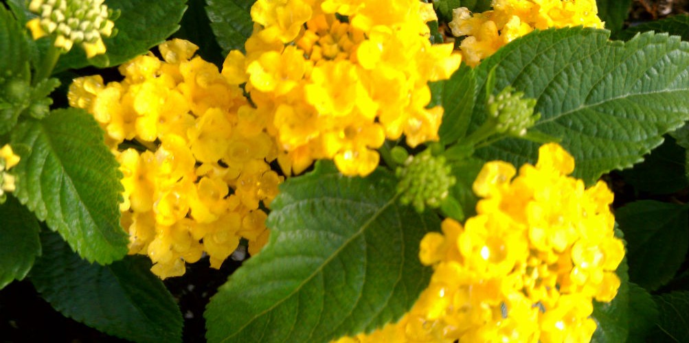 Annuals Riddle Plant Farm