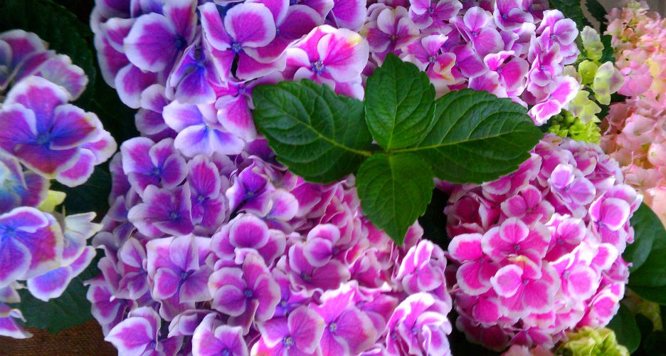 Riddle Plant Farm Garden Center, Flowers